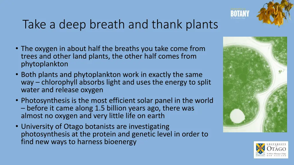take a deep breath and thank plants