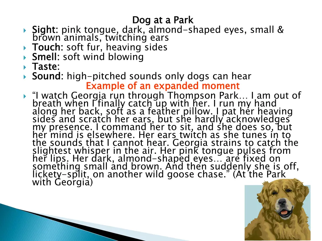 dog at a park