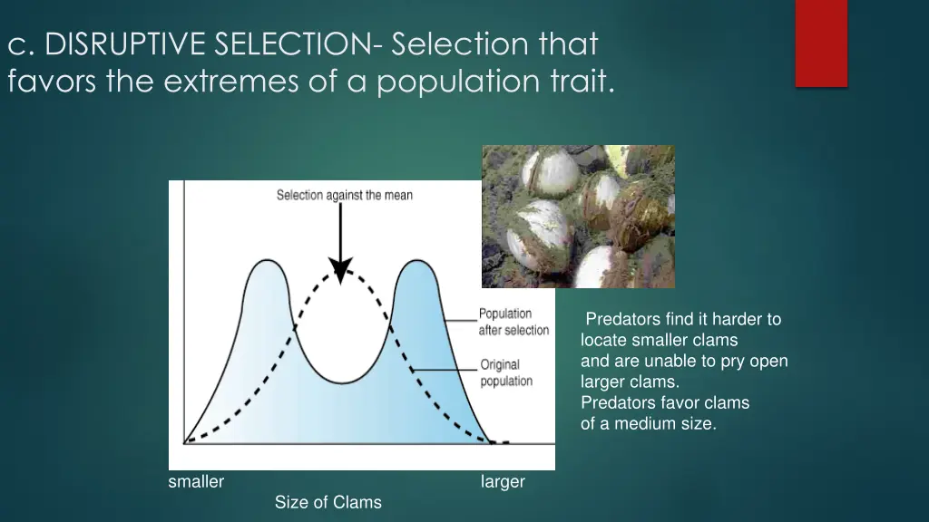 c disruptive selection selection that favors