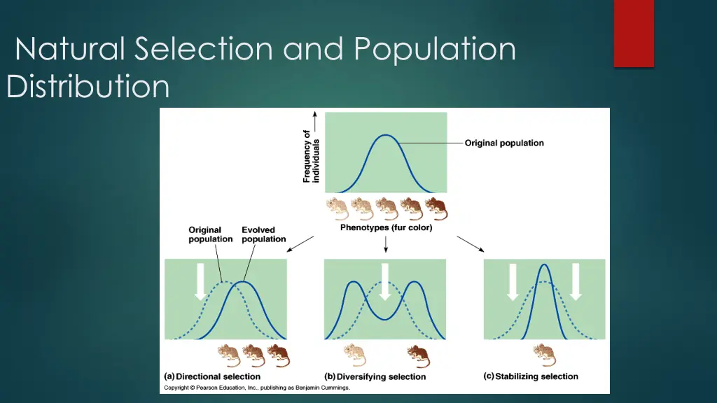 natural selection and population distribution