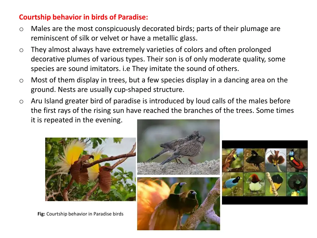 courtship behavior in birds of paradise o males