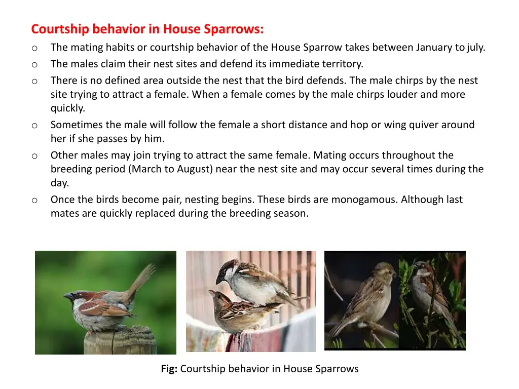 courtship behavior in house sparrows o the mating