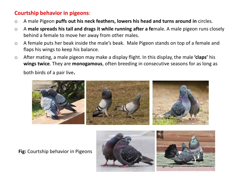 courtship behavior in pigeons o a male pigeon