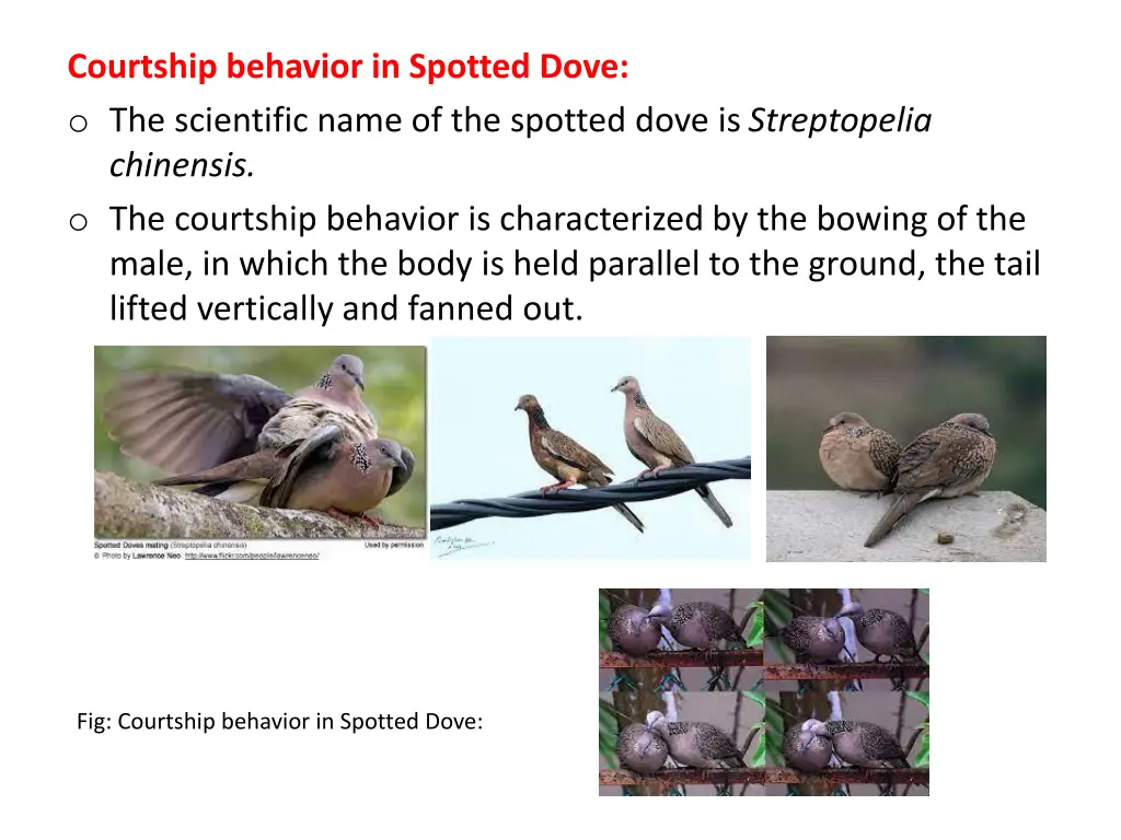 courtship behavior in spotted dove