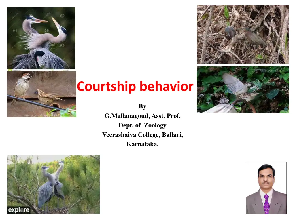 courtship behavior