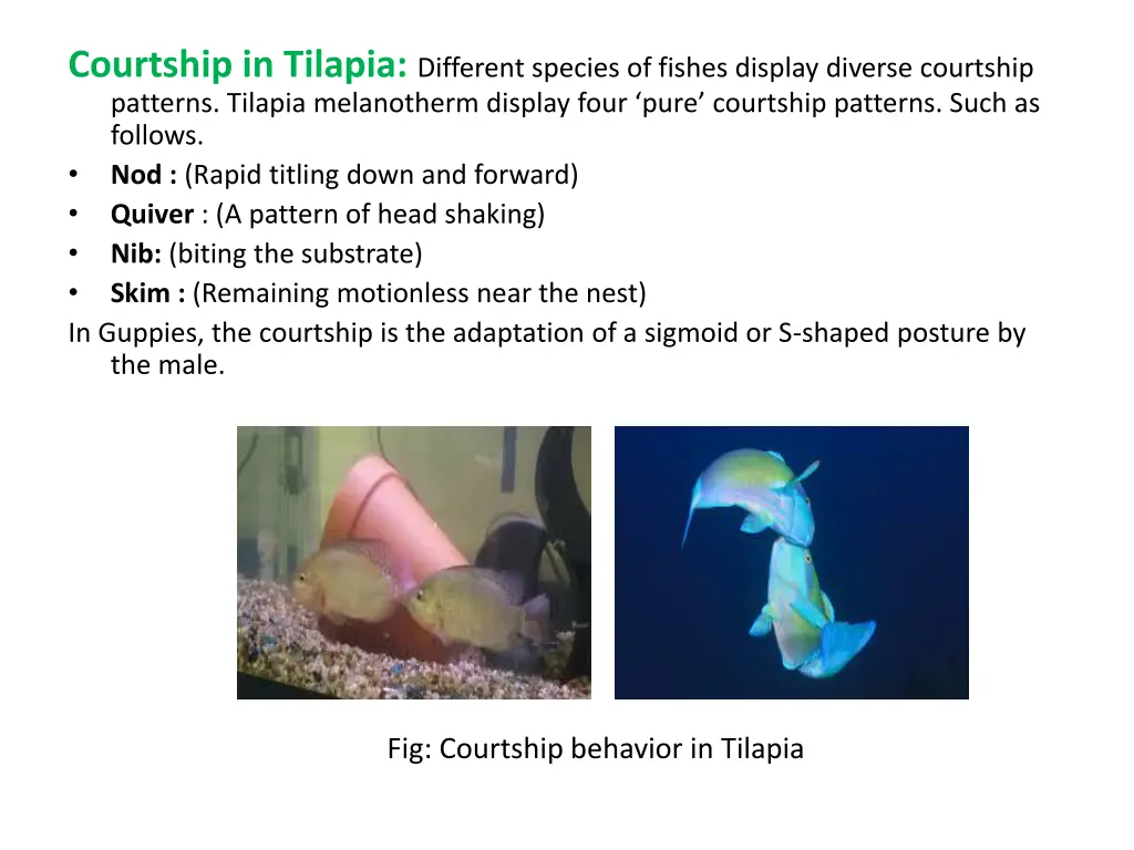 courtship in tilapia different species of fishes
