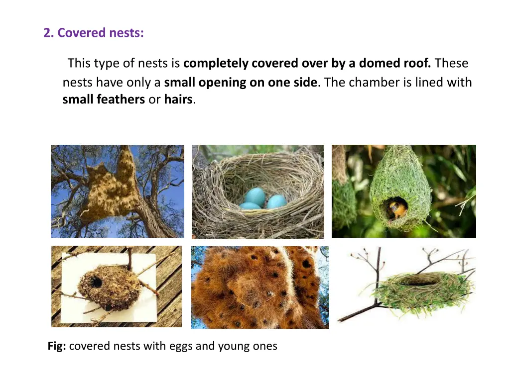 2 covered nests