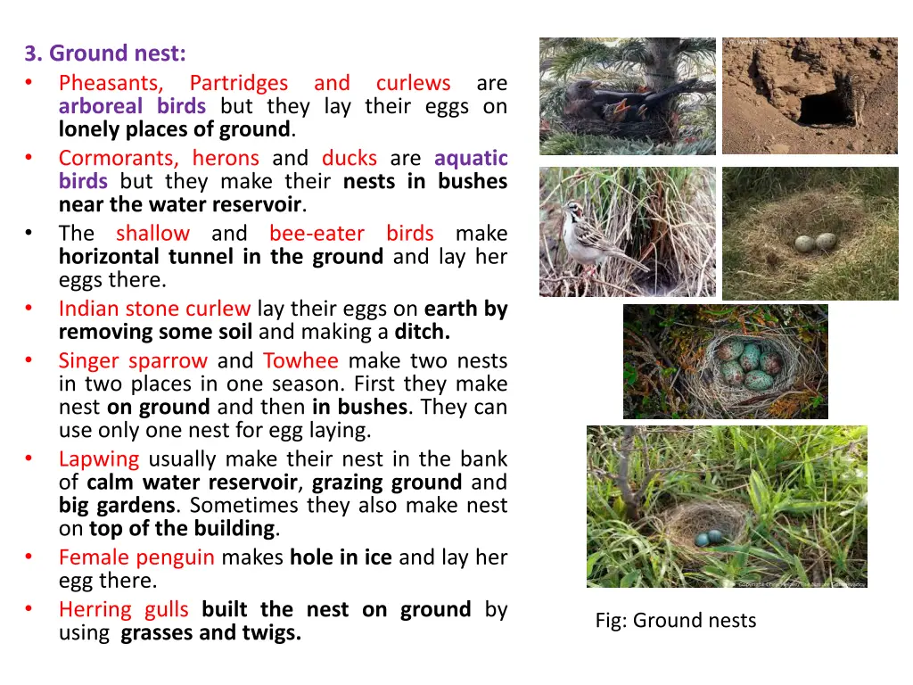 3 ground nest pheasants arboreal birds but they