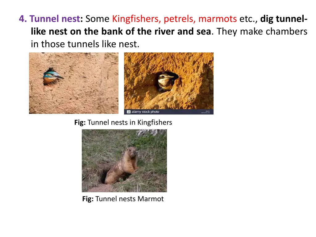 4 tunnel nest some kingfishers petrels marmots