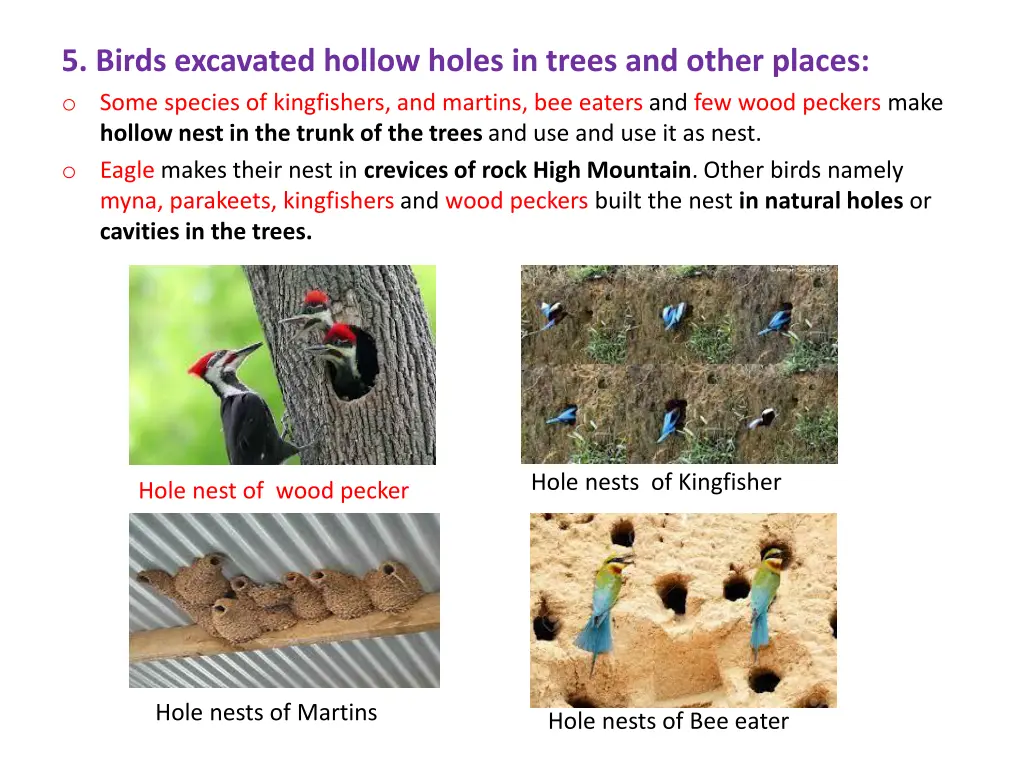 5 birds excavated hollow holes in trees and other