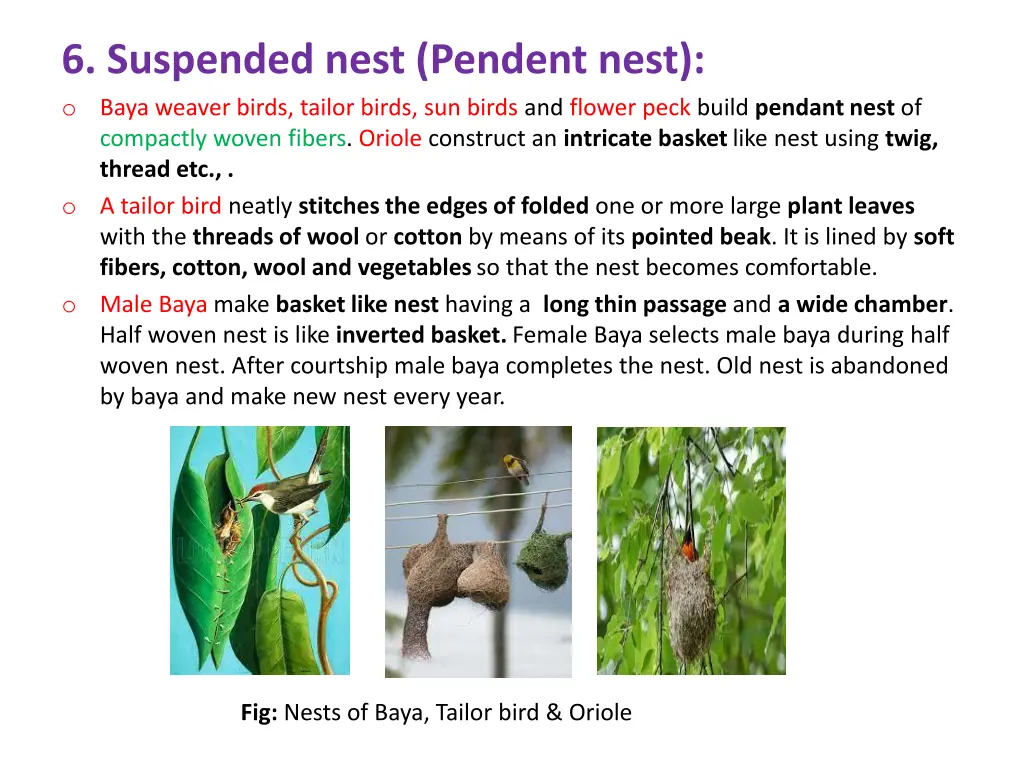 6 suspended nest pendent nest o baya weaver birds