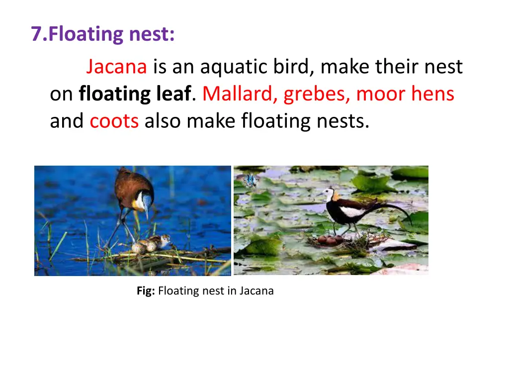 7 floating nest jacana is an aquatic bird make