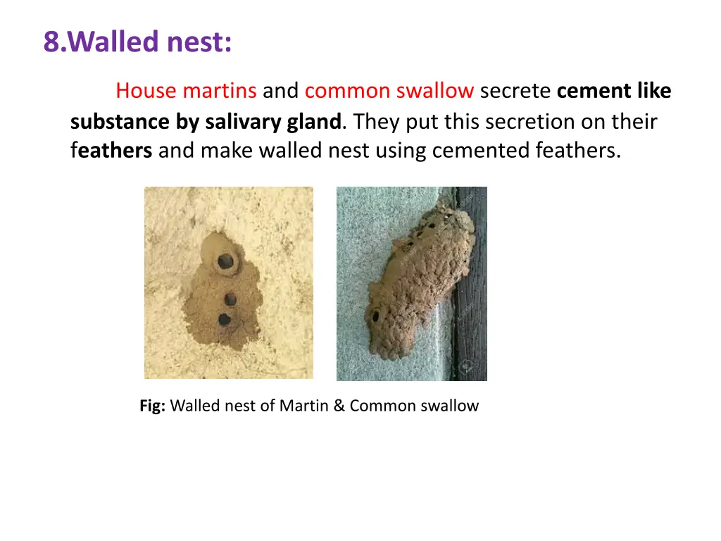 8 walled nest