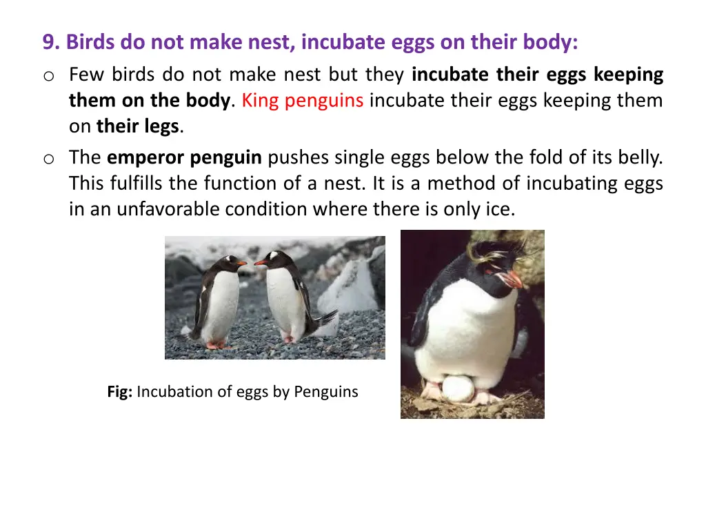 9 birds do not make nest incubate eggs on their