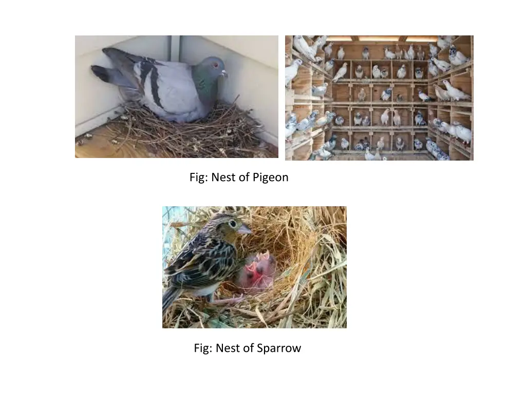 fig nest of pigeon