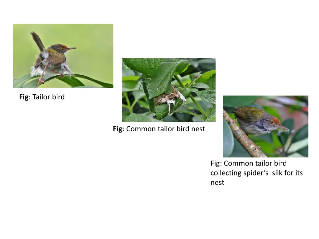fig tailor bird