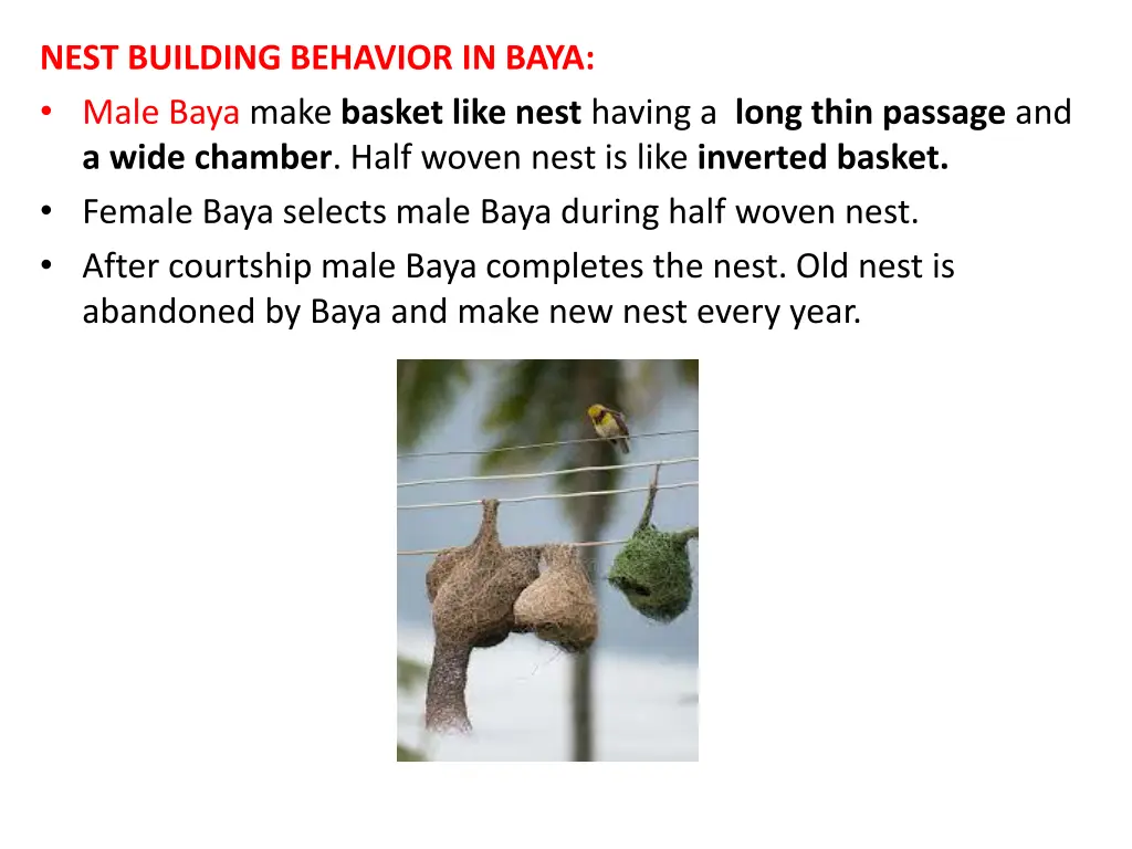 nest building behavior in baya male baya make