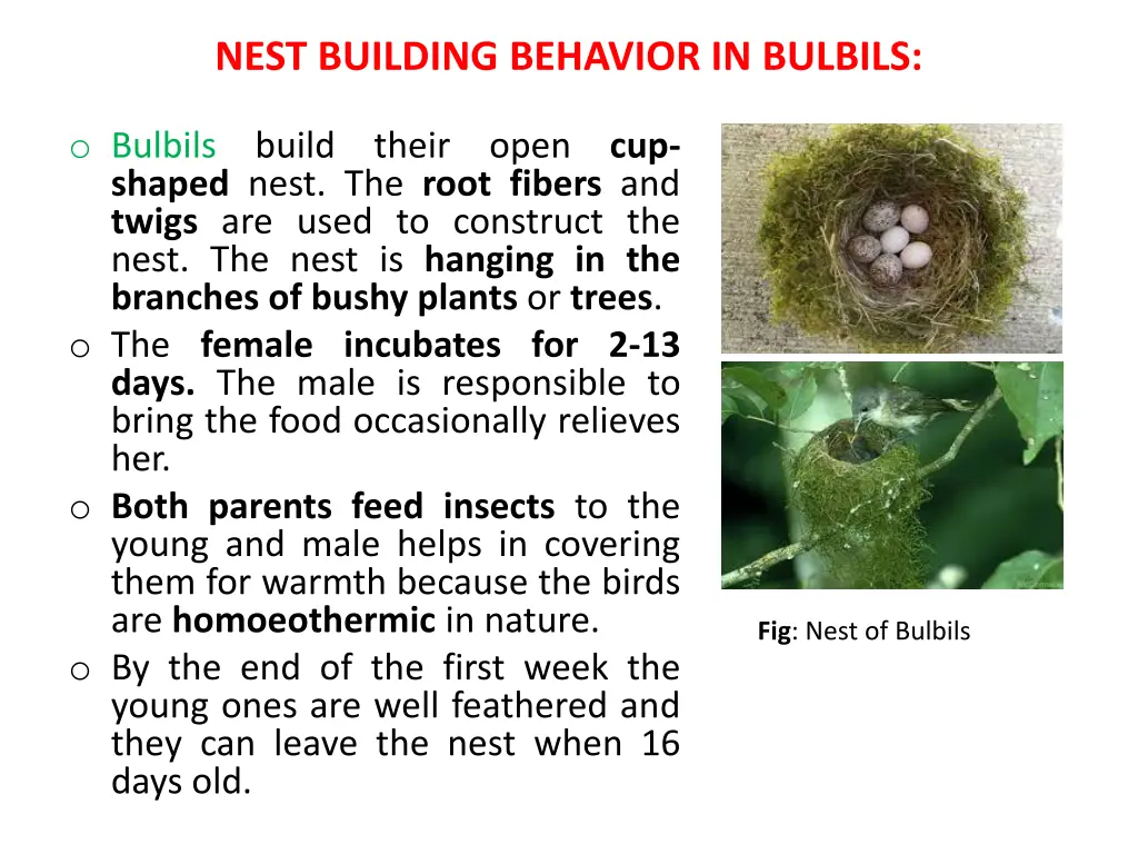 nest building behavior in bulbils
