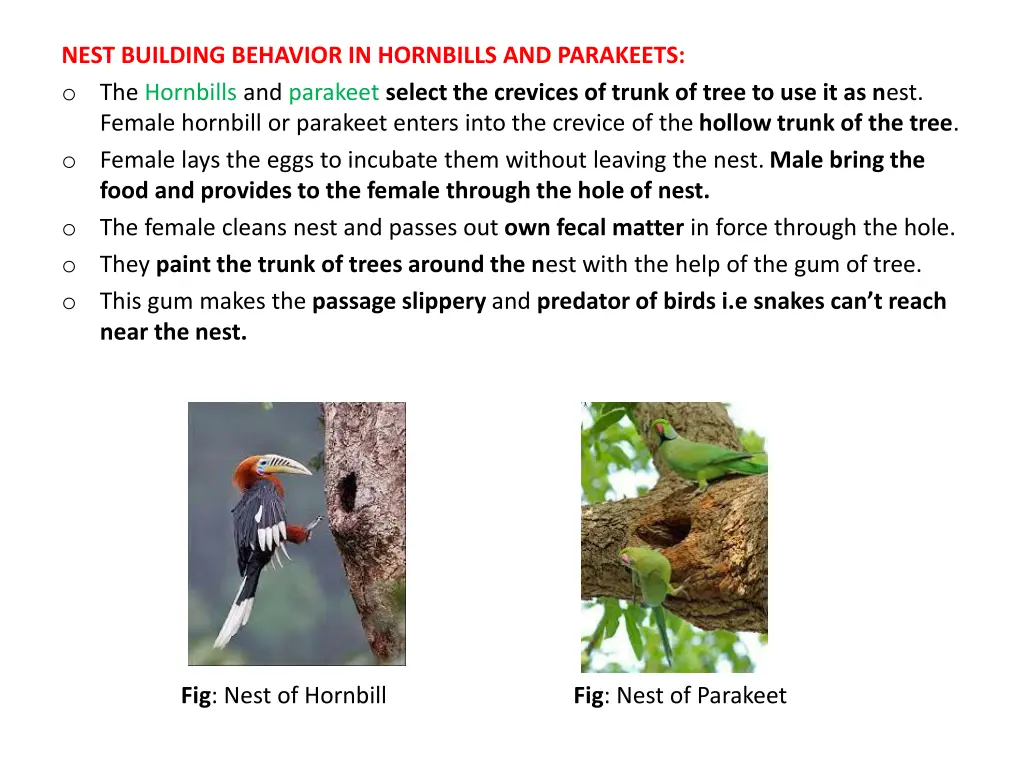 nest building behavior in hornbills and parakeets