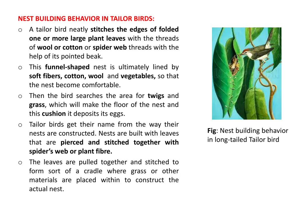 nest building behavior in tailor birds o a tailor