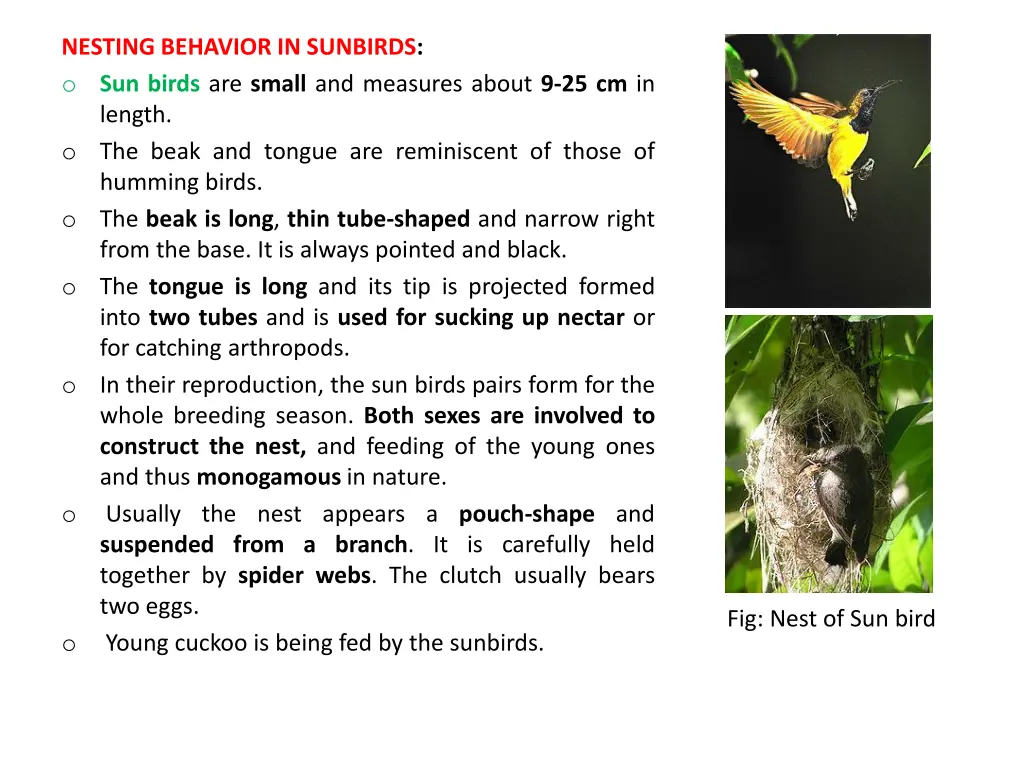 nesting behavior in sunbirds o sun birds