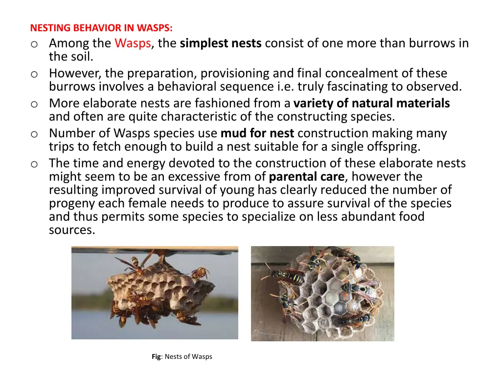 nesting behavior in wasps o among the wasps