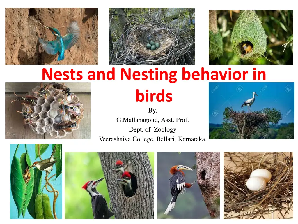 nests and nesting behavior in birds