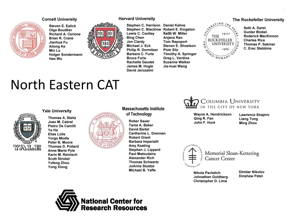 north eastern cat
