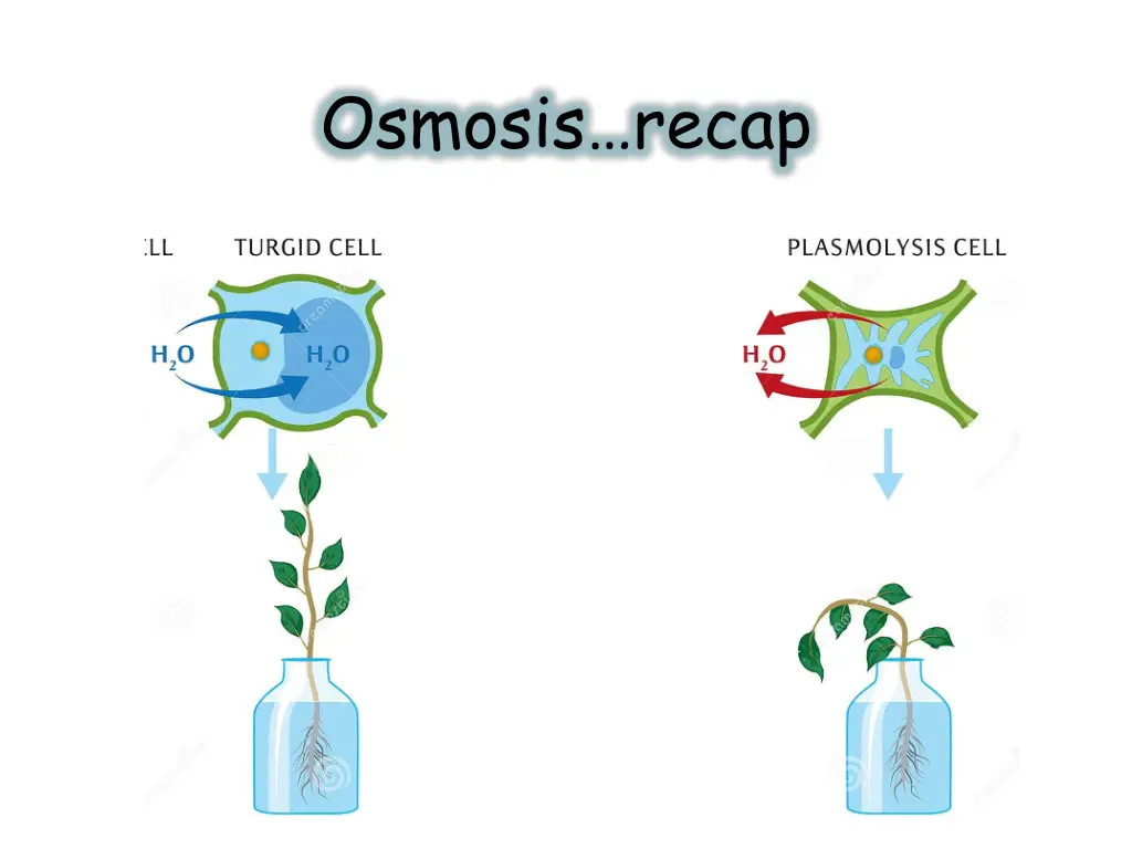 osmosis recap 1