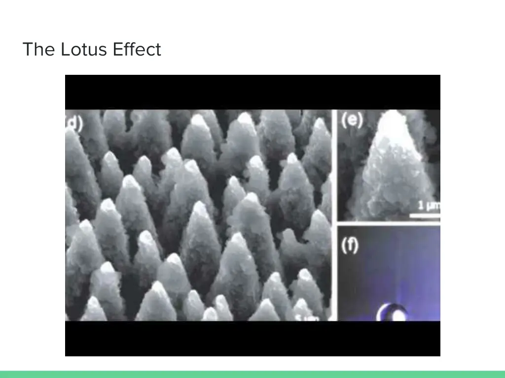 the lotus effect