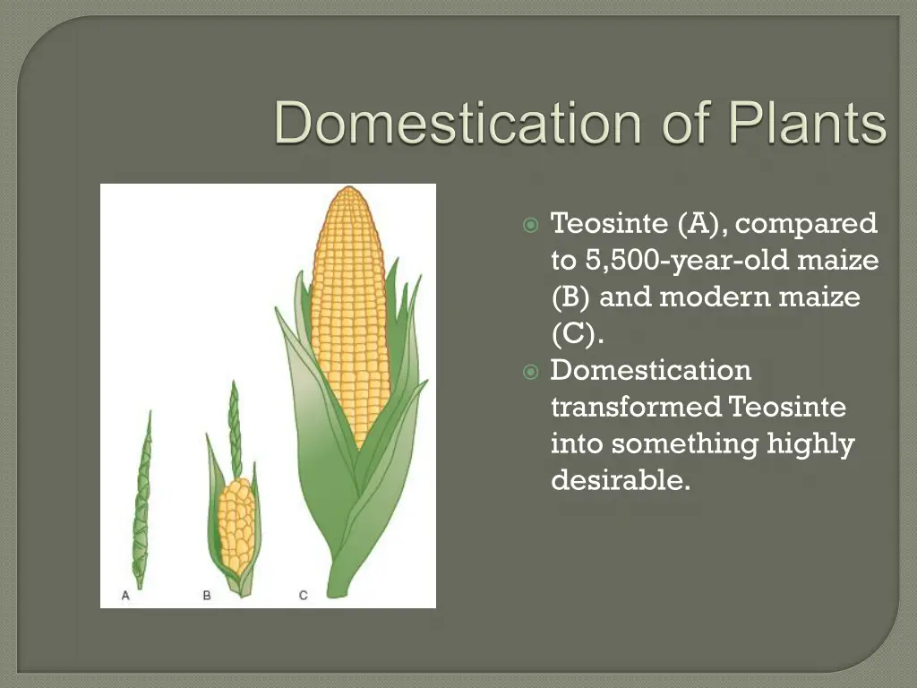 teosinte a compared to 5 500 year old maize