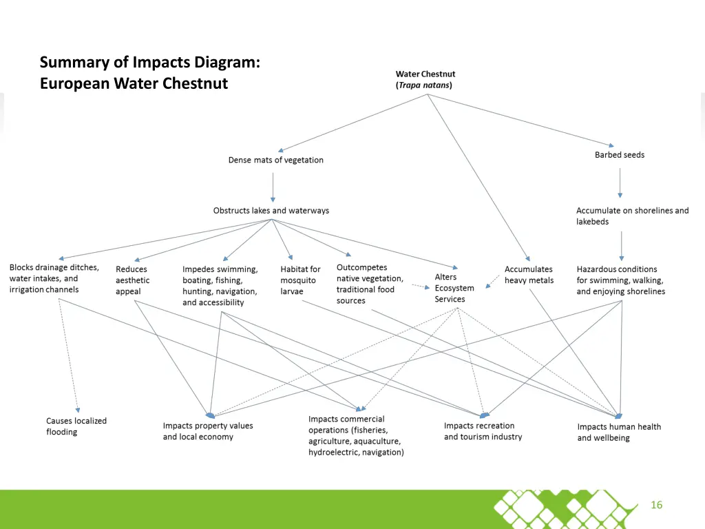 summary of impacts diagram european water chestnut
