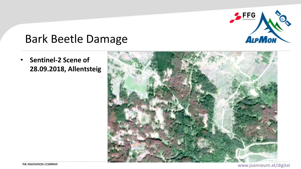 bark beetle damage