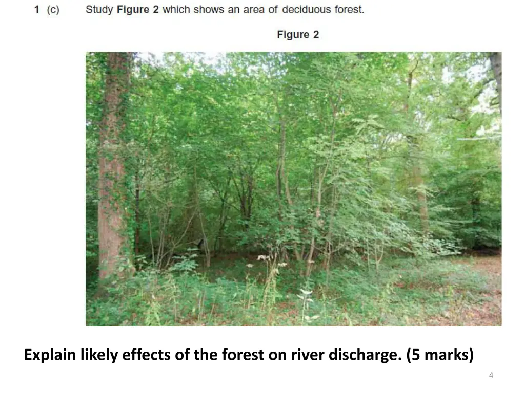 explain likely effects of the forest on river