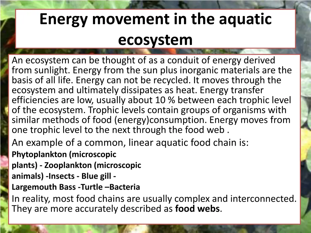 energy movement in the aquatic ecosystem