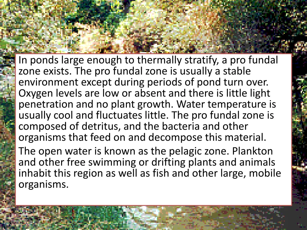 in ponds large enough to thermally stratify