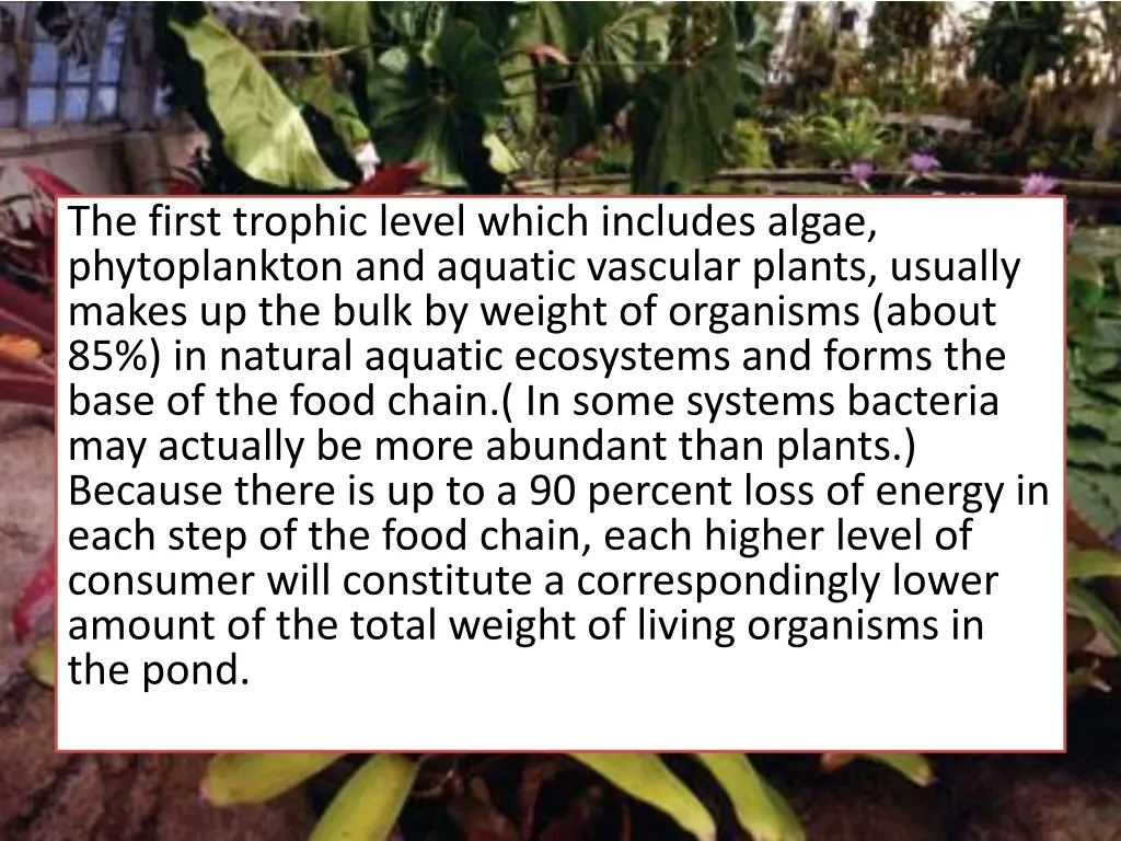 the first trophic level which includes algae