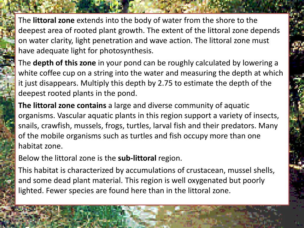 the littoral zone extends into the body of water
