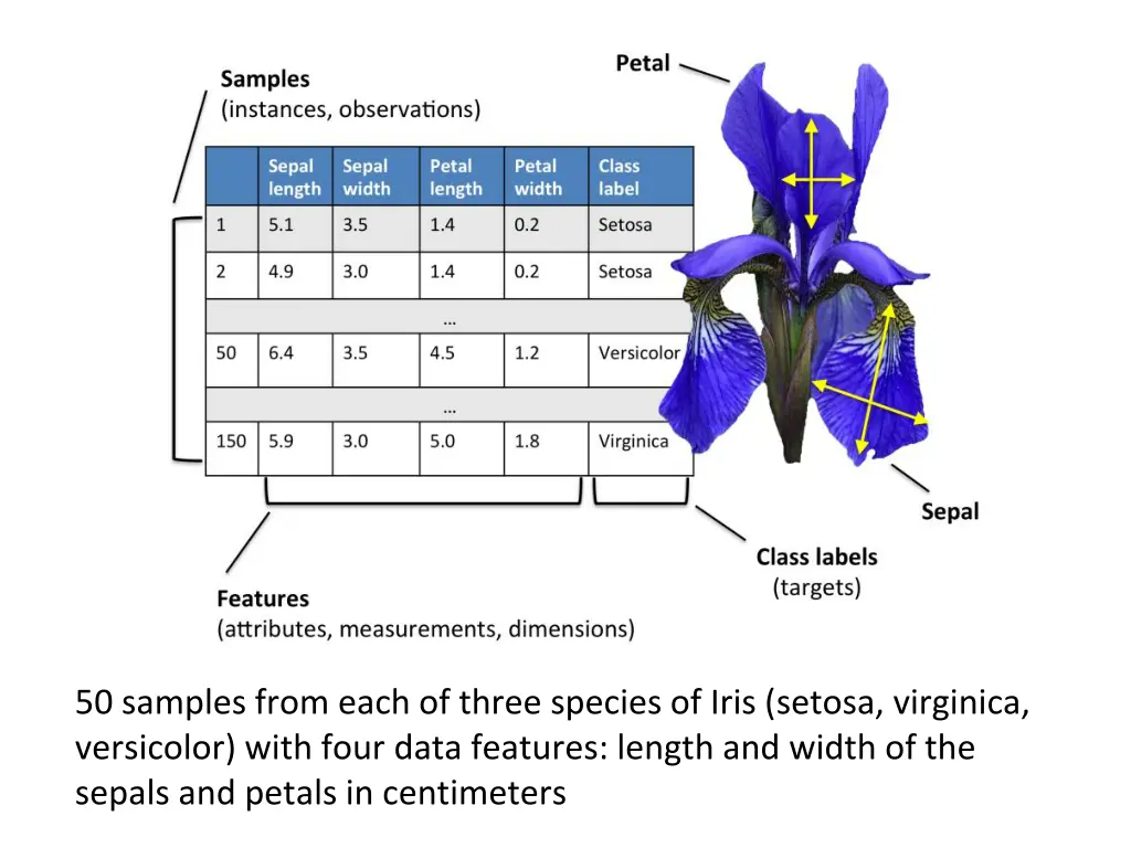 50 samples from each of three species of iris