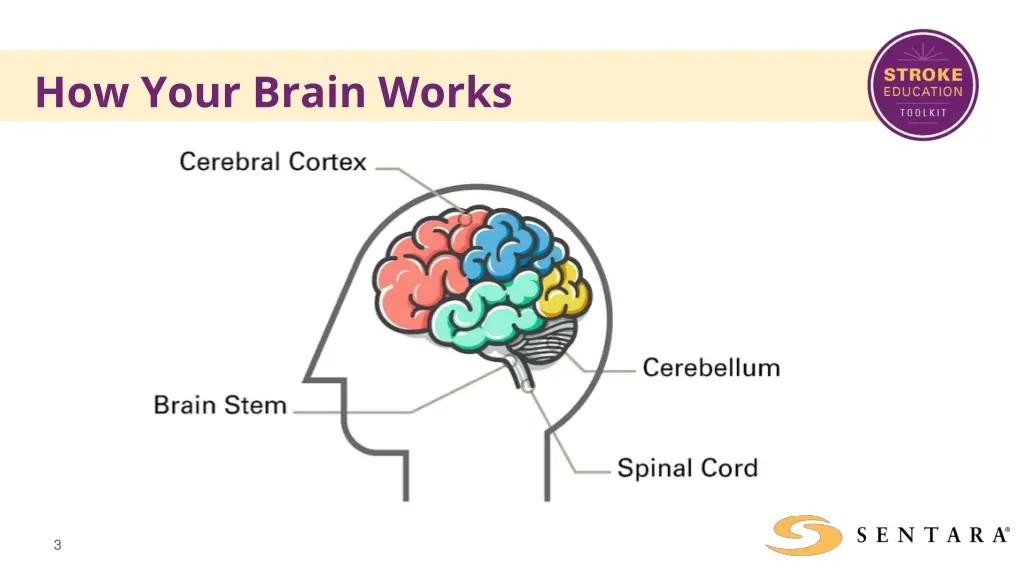 how your brain works