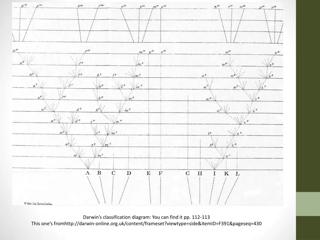 darwin s classification diagram you can find