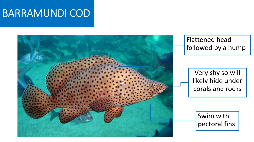 barramundi cod barramundi cod