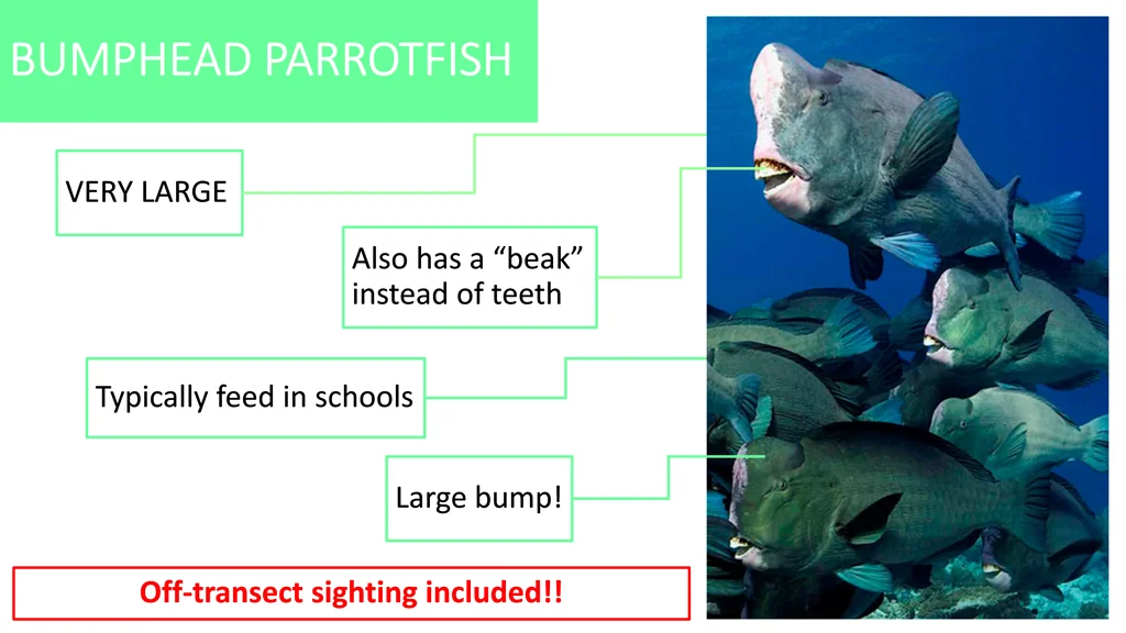 bumphead parrotfish bumphead parrotfish