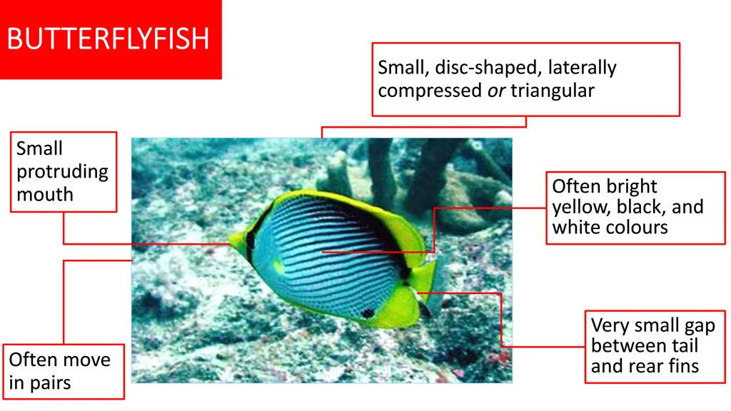 butterflyfish butterflyfish
