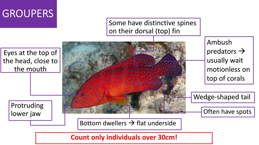 groupers groupers