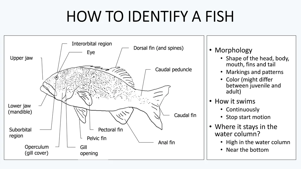 how to identify a fish how to identify a fish