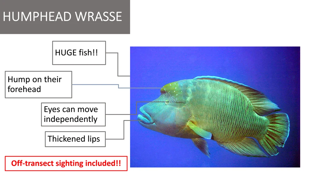 humphead wrasse humphead wrasse
