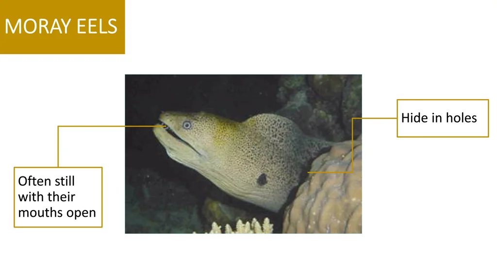 moray eels moray eels