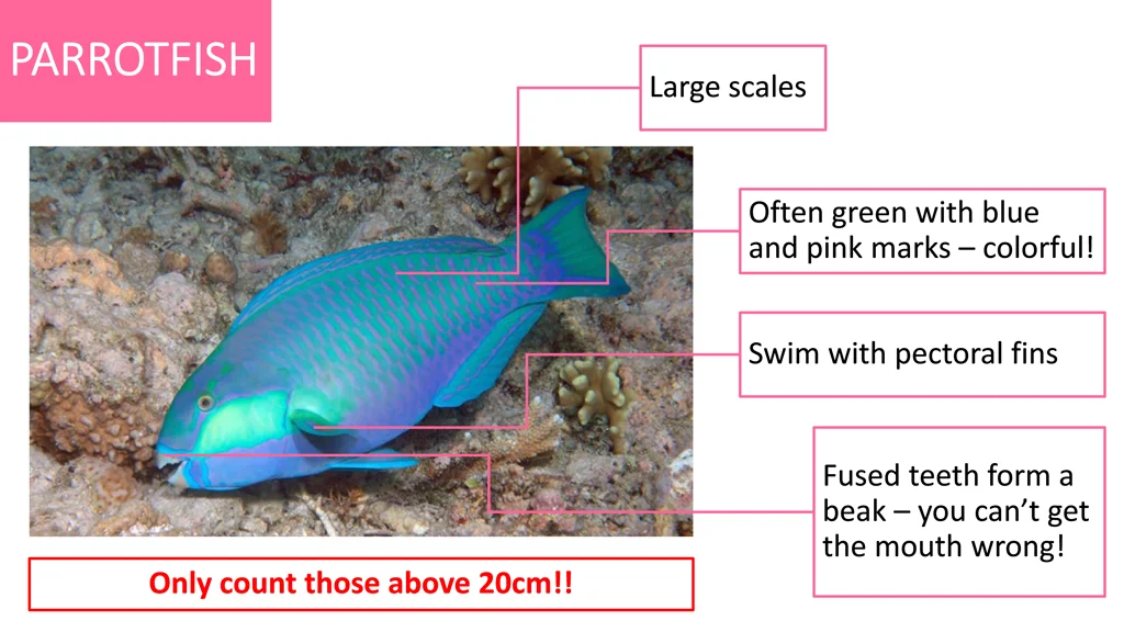 parrotfish parrotfish