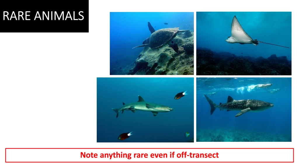 rare animals rare animals